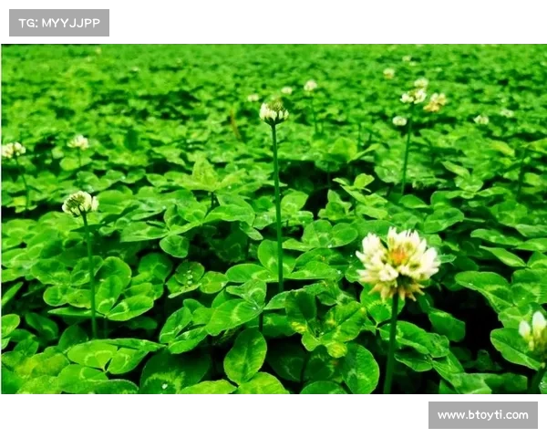 高地红石榴种植技巧与科学养护方法完美结合的全面指南 高地红石榴种植技巧与科学养护方法完美结合的全面指南